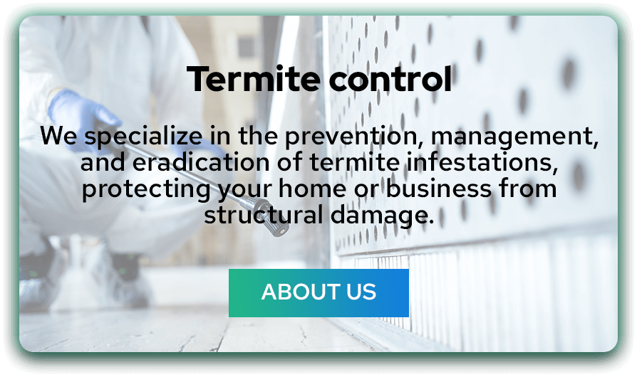 termite (1)
